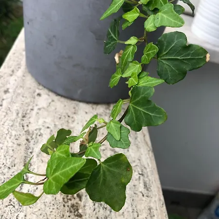 Italian Luxury * Roma